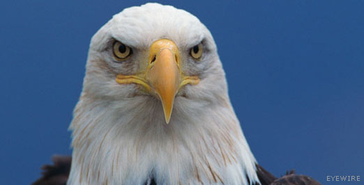 photo_eagle1.jpg